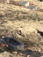 Turdus migratorius