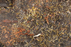 Gliocladium polyporicola