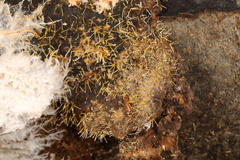 Gliocladium polyporicola