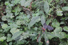 Bhutanitis lidderdalii