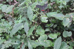 Bhutanitis lidderdalii