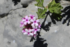 Verbena ribifolia