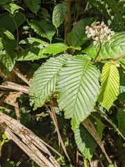Begonia cooperi