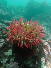 Urticina piscivora