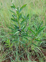 Fadogia tetraquetra