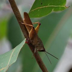 Goniaea carinata