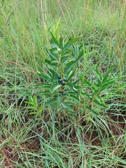 Fadogia tetraquetra