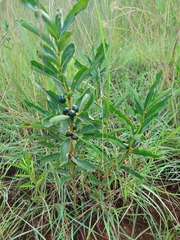 Fadogia tetraquetra
