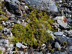 Anisotome imbricata prostrata
