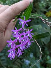 Epidendrum aberrans image