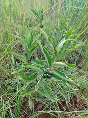 Fadogia tetraquetra