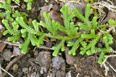 Selaginella obtusa