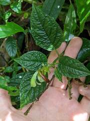 Burmeistera cyclostigmata