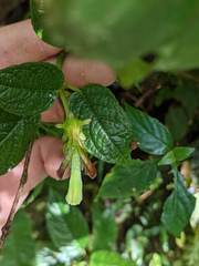 Burmeistera cyclostigmata