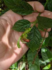 Burmeistera cyclostigmata