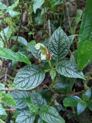 Burmeistera cyclostigmata