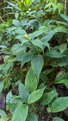 Burmeistera parviflora