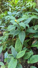 Burmeistera parviflora