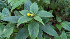 Burmeistera parviflora