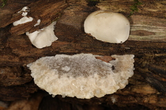 Tyromyces galactinus