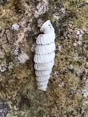 Brachypodella