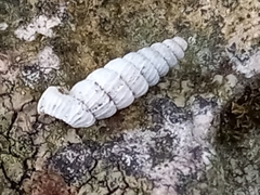 Brachypodella