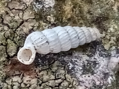 Brachypodella