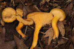 Cantharellus chicagoensis