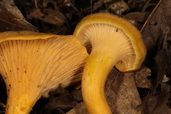 Cantharellus chicagoensis