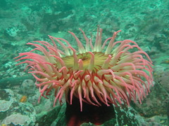 Urticina piscivora