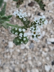 Heliotropium