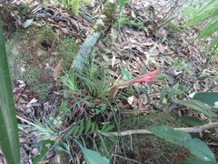 Tillandsia punctulata