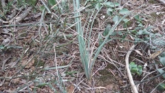 Trachyandra asperata