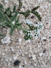 Heliotropium