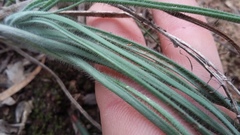 Trachyandra asperata