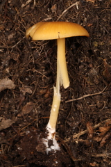 Entoloma unicolor