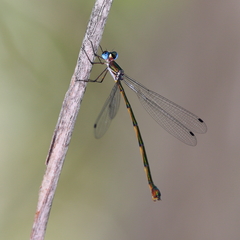 Synlestes tropicus