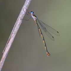Synlestes tropicus