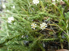 Kelleria