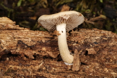 Agrocybe acericola