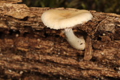Agrocybe acericola