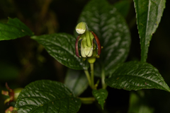 Burmeistera cyclostigmata