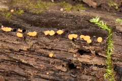 Sphaerosporium lignatile