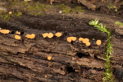 Sphaerosporium lignatile