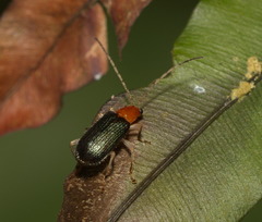 Trichobalya bowringii