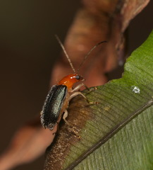 Trichobalya bowringii