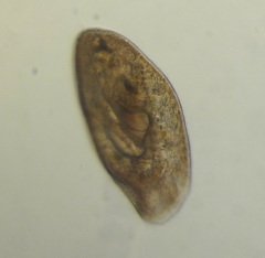 Ophryoglena