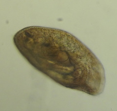 Ophryoglena