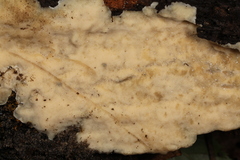 Physisporinus