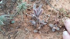 Delosperma ecklonis